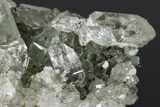 Anatase Crystals on Quartz with Chlorite Inclusions/Phantoms #176820-5